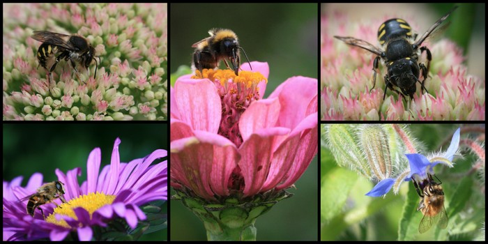 Abeilles Macro Eklaprod